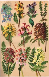 Alpenpflanzen, Illustration aus 